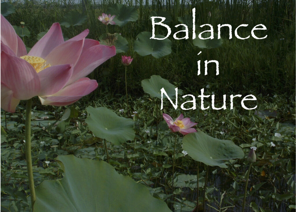 balance in nature
