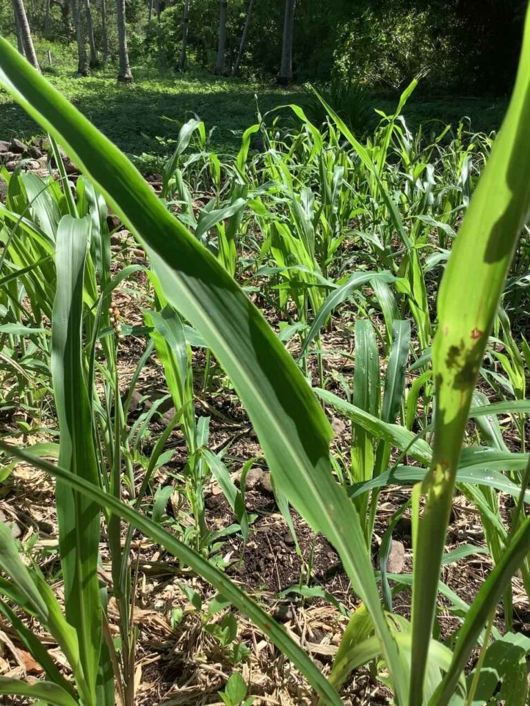 Homa Corn Planting