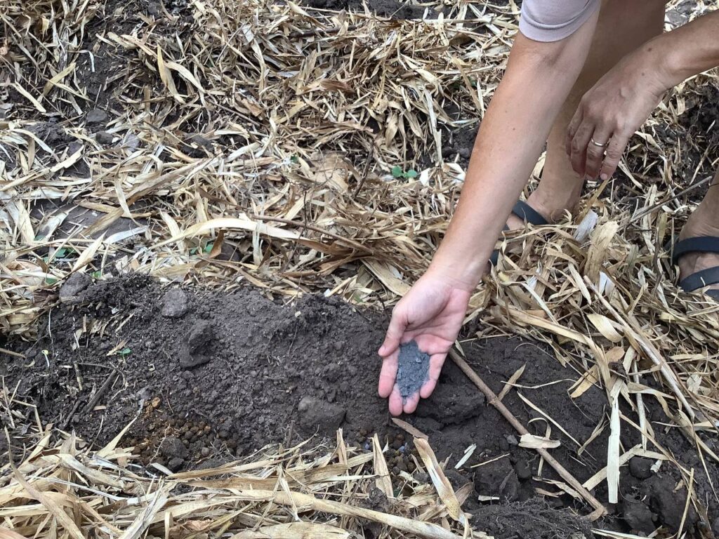 Adding Healing Ash for Homa Corn.