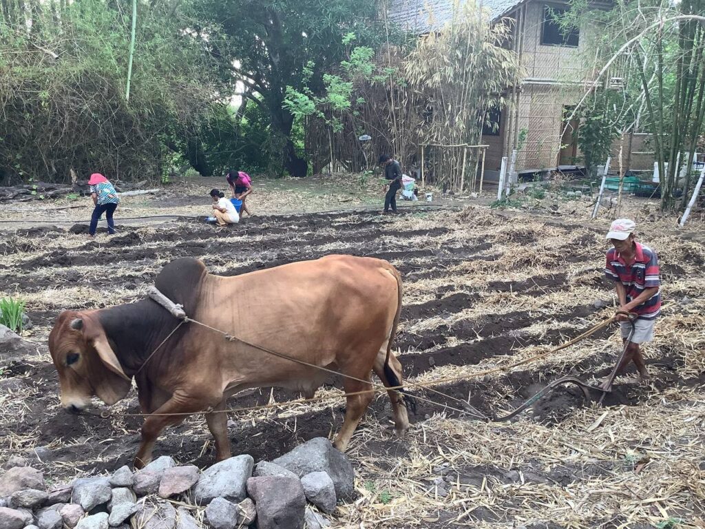 Preparing the soil for homa corn at Kalipay Wellness.