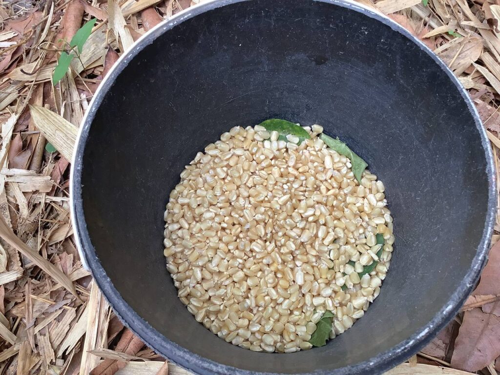 Planting the corn seeds at Kalipay Wellness. 