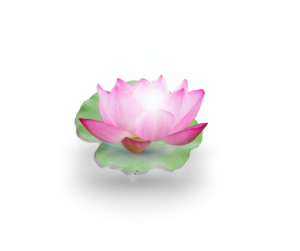 The Way of the Lotus
